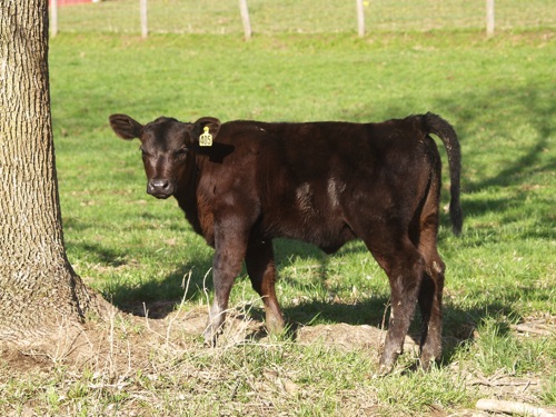 Young Calf
